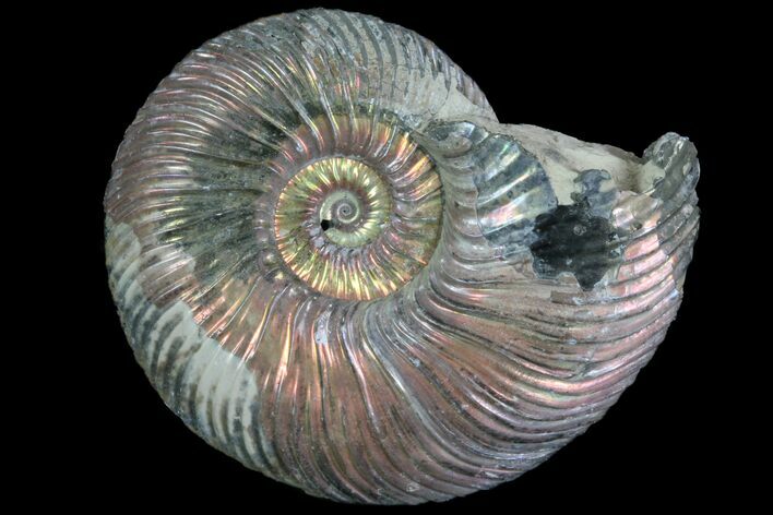 Iridescent Ammonite (Quenstedticeras) Fossil With Pyrite #78506